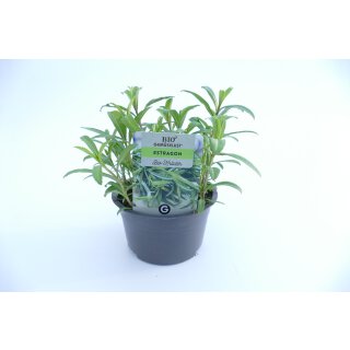 Estragon Bio *Jungpflanze