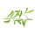 Estragon Bio *Jungpflanze
