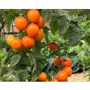 Orange Freilandtomate Merrygold *Jungpflanze