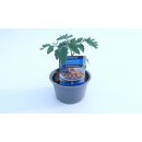 Orange Freilandtomate Merrygold *Jungpflanze