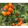 Orange Freilandtomate Merrygold *Jungpflanze