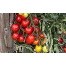 Rispentomate Rubylicious *Jungpflanze