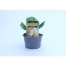 Butternut *Jungpflanze