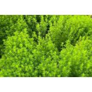 Tagetes Lakritzkraut Bio *Jungpflanze