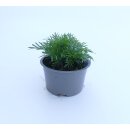 Tagetes Lakritzkraut Bio *Jungpflanze