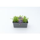 Astern Beet *Pressballen 6er Pack
