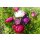 Astern Beet *Pressballen 6er Pack