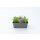 Astern Beet *Pressballen 6er Pack