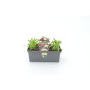 Astern Schnitt *Pressballen 6er Pack