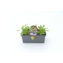 Löwenmäulchen Beet *Pressballen 6er Pack