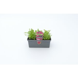 Bartnelken *Pressballen 6er Pack