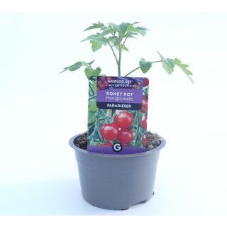Honigtomate Roney Rot *Jungpflanze Limited 1