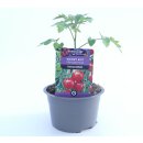 Honigtomate Roney Rot *Jungpflanze Limited 1