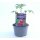 Honigtomate Roney Rot *Jungpflanze Limited 1
