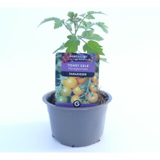 Honigtomate Yoney Gelb *Jungpflanze Limited 1