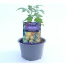 Honigtomate Yoney Gelb *Jungpflanze Limited 1