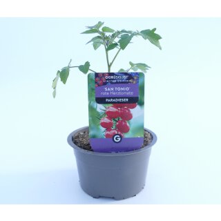 Rote Herztomate San Tonio *Jungpflanze Limited 1