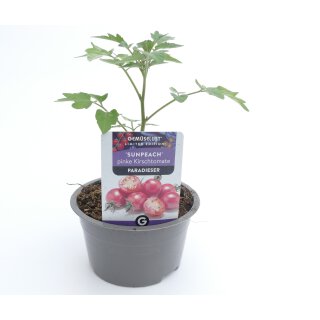 Pinke Kirschtomate Sunpeach *Jungpflanze Limited 1