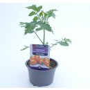 Längliche gelb rot gestreifte Kirschtomate Harlekin...