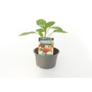 Milde mini Chili in Tropfenform Biquinho Rot *Jungpflanze...