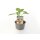 Milde mini Chili in Tropfenform Biquinho Rot *Jungpflanze Limited 2