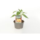 Milde mini Chili in Tropfenform Biquinho Gelb...