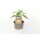Milde mini Chili in Tropfenform Biquinho Gelb *Jungpflanze Limited 2
