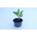 Stachelfreie Mini-Aubergine *Jungpflanze Limited 2