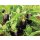 Stachelfreie Mini-Aubergine *Jungpflanze Limited 2