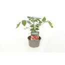 Längliche Kirschtomate Umamini *Jungpflanze Limited 2