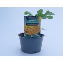 Gelbe Wassermelone Solopoly *Jungpflanze Limited 2