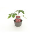 Orange Tomate Appleberry Orange *Jungpflanze Limited 2