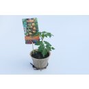 Venusbrust - Tomate *Jungpflanze im T12 Hanftopf