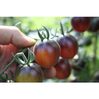 Schwarz-Lila Kirschtomate Cherry Lila *Jungpflanze