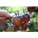Schwarz-Lila Kirschtomate Cherry Lila *Jungpflanze