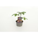 Schwarz-Lila Kirschtomate Cherry Lila *Jungpflanze