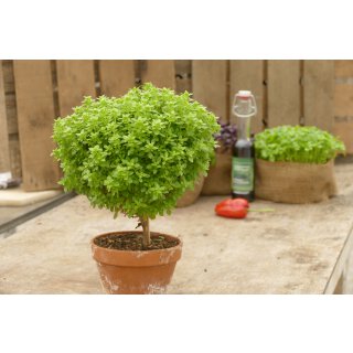 Veredeltes Basilikumstämmchen Bonsai *Jungpflanze ohne Tontopf