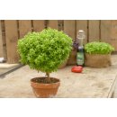 Veredeltes Basilikumstämmchen Bonsai *Jungpflanze...