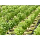 Veredeltes Basilikumstämmchen Bonsai *Jungpflanze ohne Tontopf