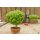 Veredeltes Basilikumstämmchen Bonsai *Jungpflanze ohne Tontopf