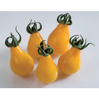 Cocktailtomate Gelbes Birnchen *Jungpflanze
