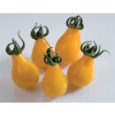 Cocktailtomate Gelbes Birnchen *Jungpflanze