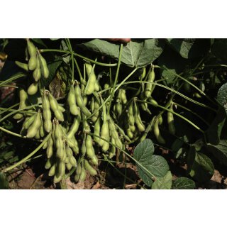 Bio Sojabohne Edamame *Jungpflanze