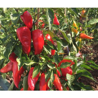 Bio Spitzpaprika Roter Augsburger *Jungpflanze