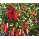Bio Spitzpaprika Roter Augsburger *Jungpflanze