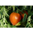 Bio Fleischtomate Ochsenherz rot *Jungpflanze