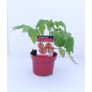 Salattomate Harzfeuer *Jungpflanze