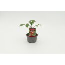 Salattomate Harzfeuer *Jungpflanze