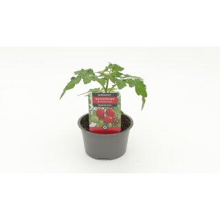 Buschtomate Rotkppchen *Jungpflanze