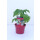 Buschtomate Rotkäppchen *Jungpflanze